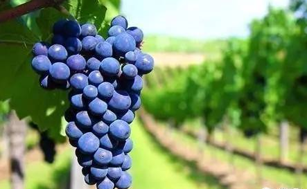 全球升溫，或將影響葡萄酒口感