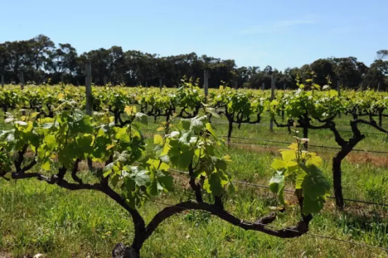 全球升溫，或將影響葡萄酒口感