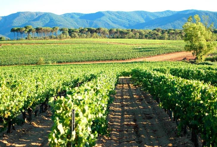 羅納河谷葡萄酒產區(qū)