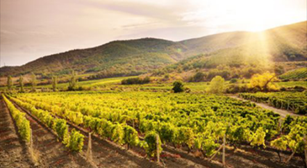 勃艮第2018:產量和質量都相當可觀